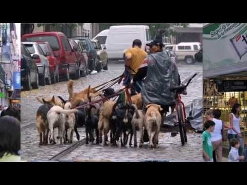 Dogwalkers Буэнос-Айресе, Аргентина 