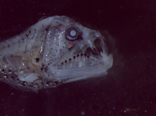 Ученые обнаружили рыбу, похожую на инопланетянина