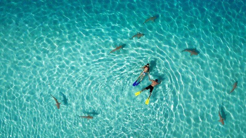 Первое место в категории «Природа»: «Плавание с акулами», автор Tahitiflyshoot