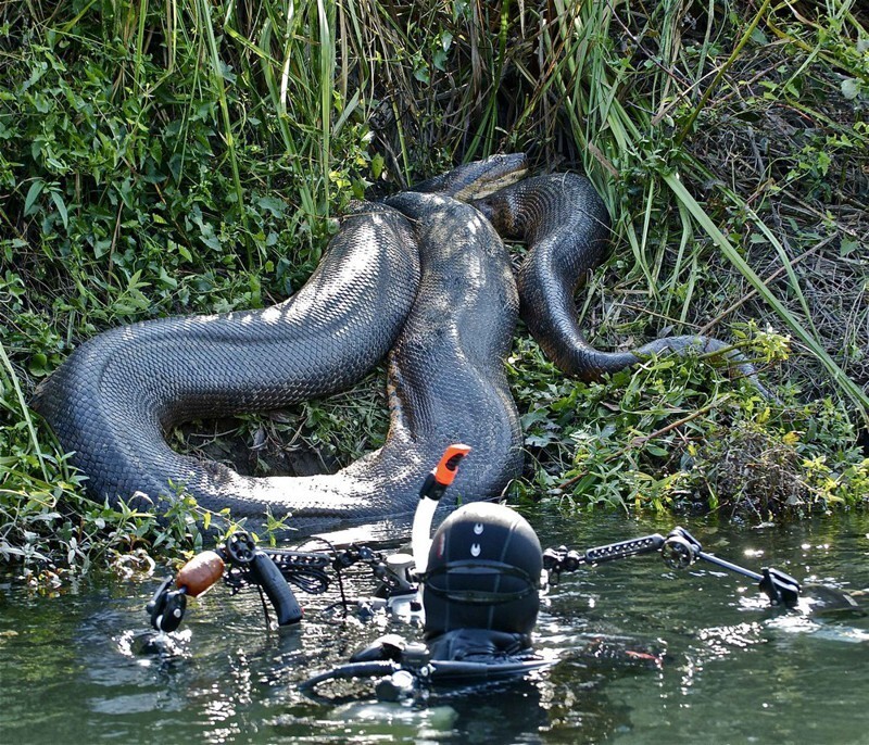 Удивительные фотографии гигантской анаконды