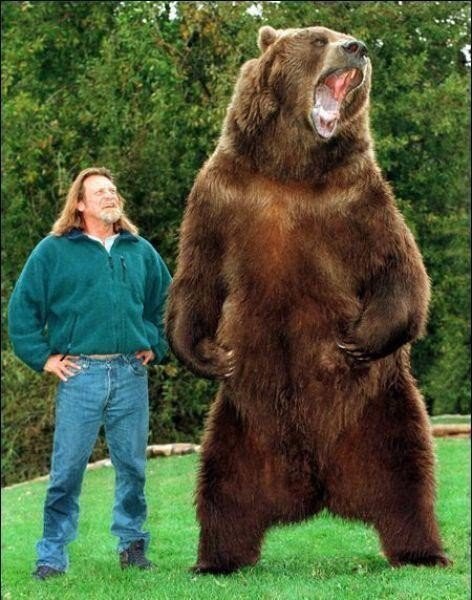 Медведь Барт
