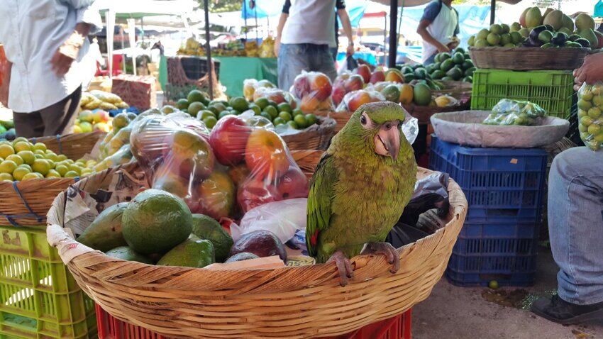 Попугай на рынке