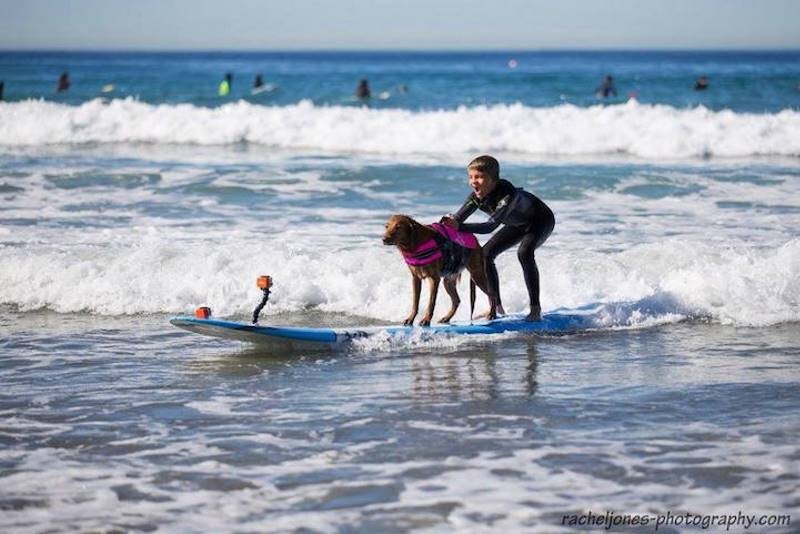 Пёс-серфингист, помогающий детям с ограниченными возможностями 