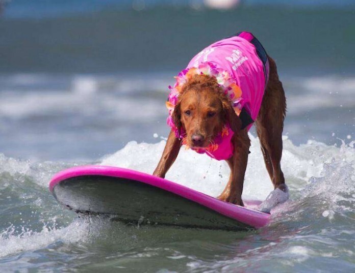 Пёс-серфингист, помогающий детям с ограниченными возможностями 