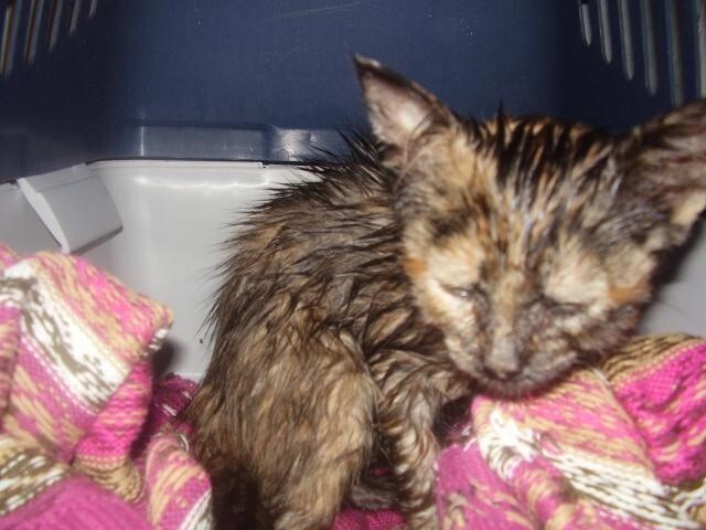 Больной котенок найден на улице под дождём