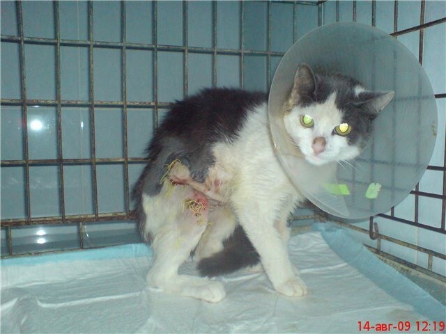Фото Муры в первоначальном виде  не выкладываю - ужасная рана. Порвали собаки и кожа на всём животе отслоилась и повисла клочьями.  Удивительно, что врачи её собрали по частям. После операции