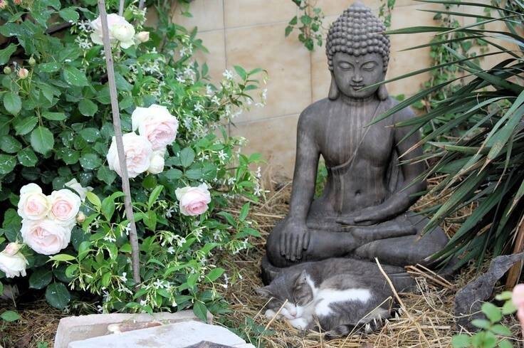 Коты-буддисты: гармония и единение