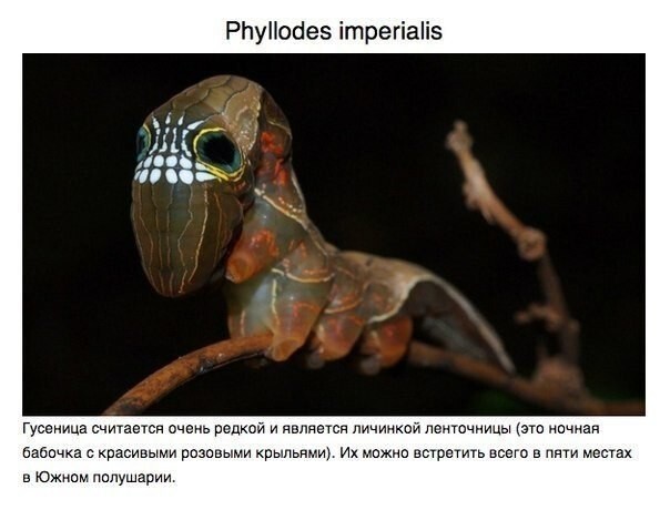 4 фото на которых самые странные и удивительные животные планеты Земля