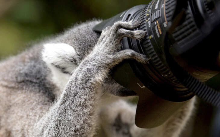  Настоящий фотограф. Лемур осматривает камеру в Эдинбургском зоопарке.