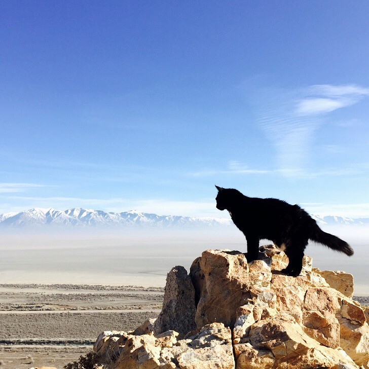 Альпинистка моя: первая в мире кошка-скалолазка