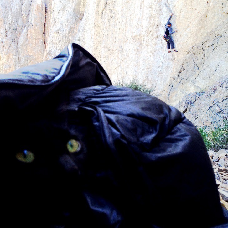 Альпинистка моя: первая в мире кошка-скалолазка