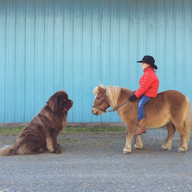 Дружба мальчика с двумя огромными собаками и лошадью 