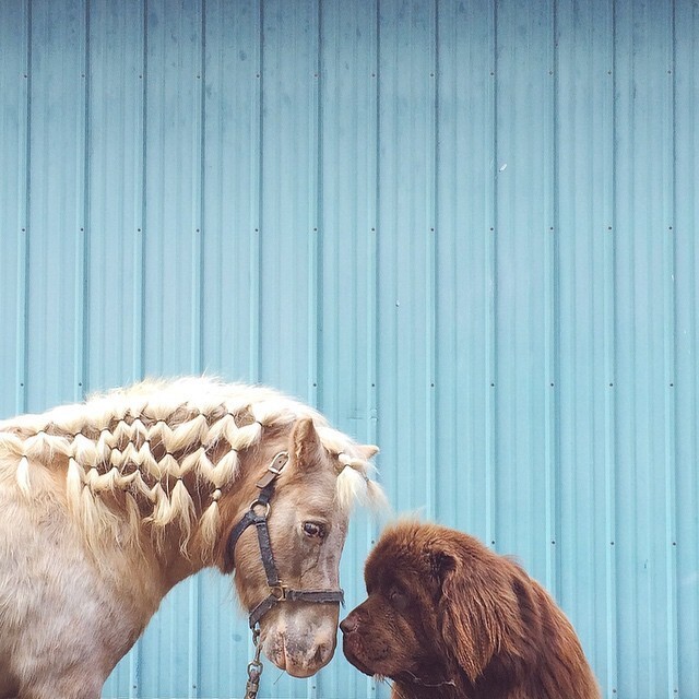 Дружба мальчика с двумя огромными собаками и лошадью 