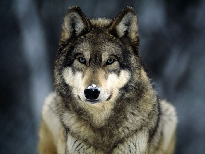 Мозг у волка на 30% больше чем у собаки, это означает, что волк способен запоминать больше необходимой информации, чем его близкий родственник.