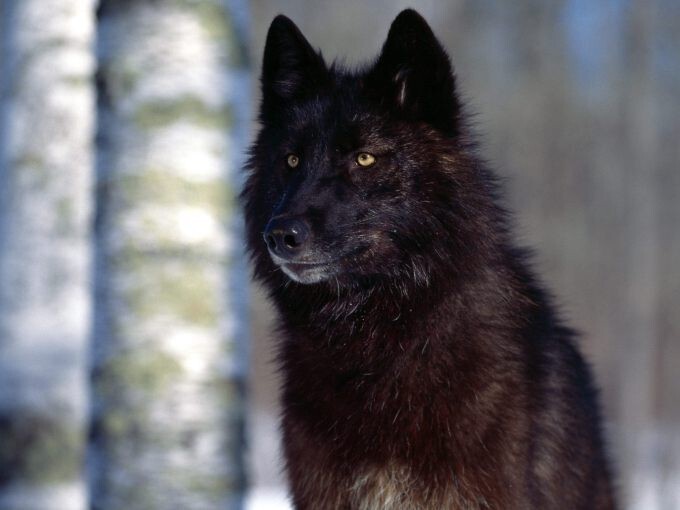 В Северной Америке часто встречаются волки с черным окрасом шерсти. Как установили ученные, такой окрас нетипичен для волка, эта мутация произошла в результате скрещивания волка и собаки, что в итоге привело к появлению гибридов.