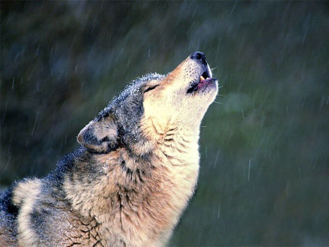 У волков существует своя система общения. Они используют для коммуникации вой, завывание, хныканье, ворчание, рычание, тявканье, лай и даже разные движения.