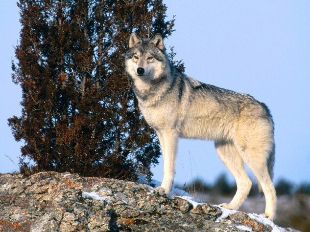 За ночь волк может пройти расстояние в 80 км.