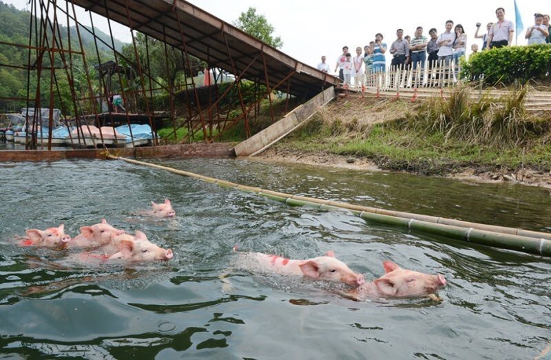 Заплыв свиней в Китае