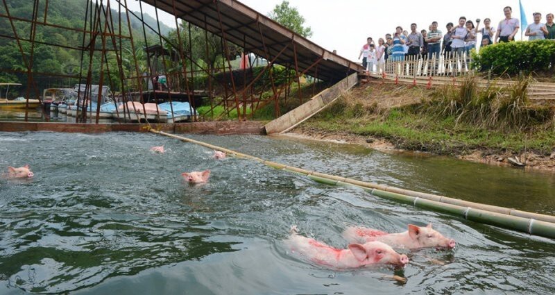 Заплыв свиней в Китае