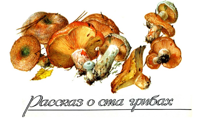 Рассказ о ста грибах в советских открытках