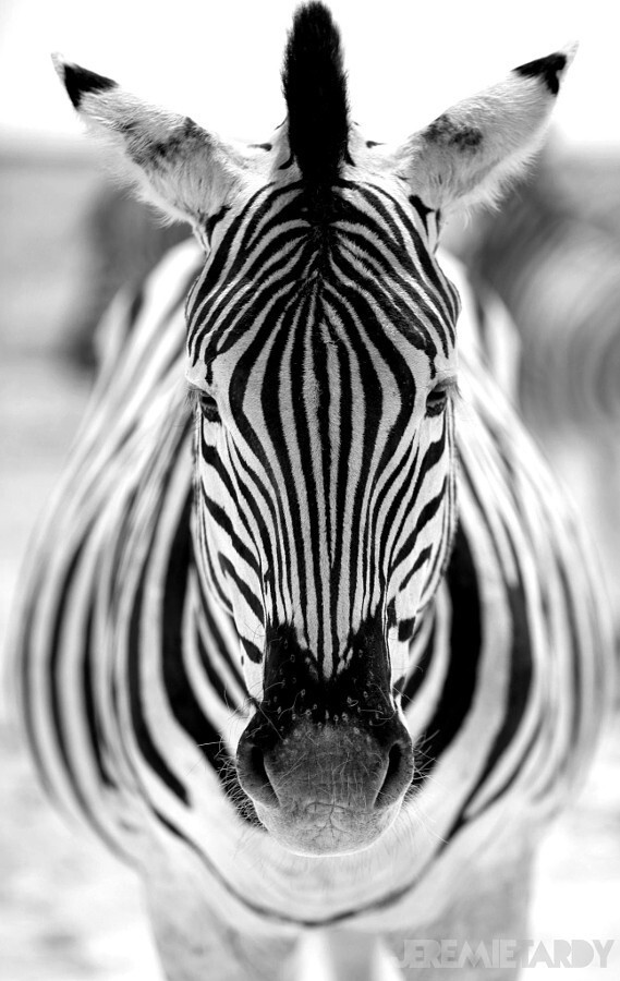 Симметричная зебра