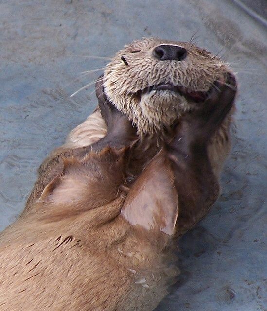 А вы знали, что животные умеют улыбаться? 