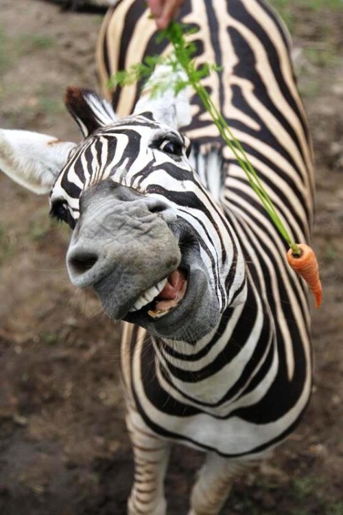А вы знали, что животные умеют улыбаться? 