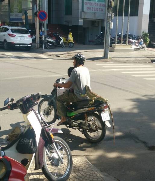 Игуана на мотоцикле