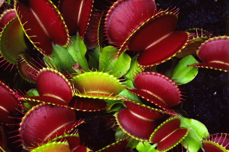 Венерина мухоловка  (Dionaea muscipula)