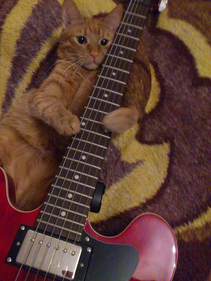 Кот играет на гитаре - просто немного позитива