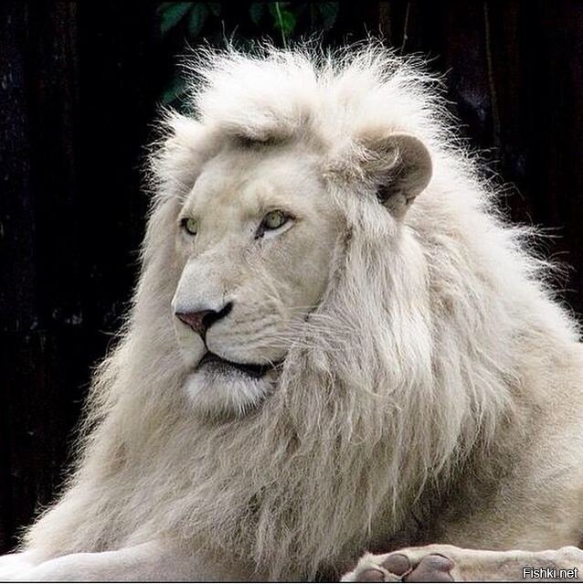 Белый лев - одно из редчайших животных на планете