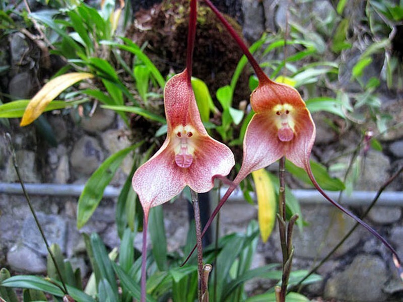 Орхидея "Морда обезьяны" - Monkey Face Orchid (Dracula Simia)