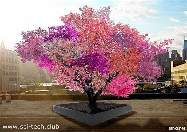 Профессор из Университета Сиракуз сумел создать мультифруктовое дерево, котор...