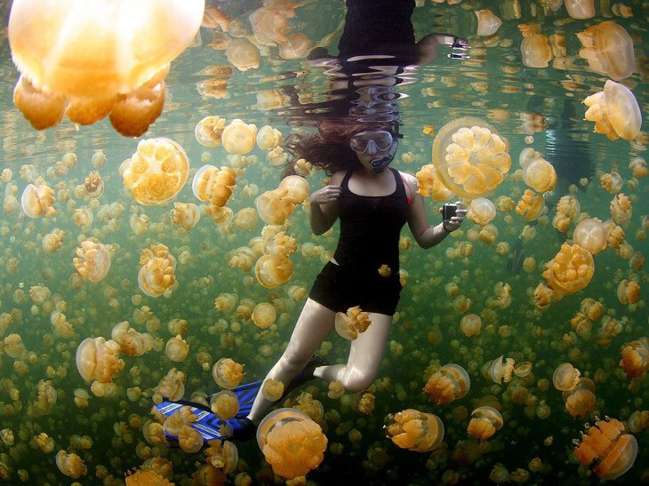 Золотые медузы на озере в Палау.