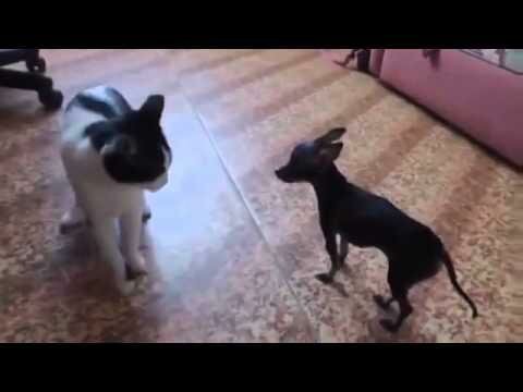 Кот vs Собака 