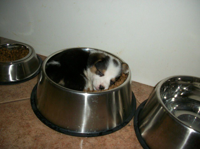 15 щенков, которые спят где хотят и как хотят