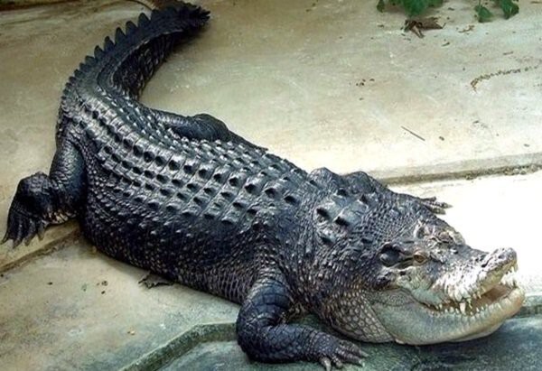 Тайны главного зверинца: в Московском зоопарке живет крокодил Гитлера
