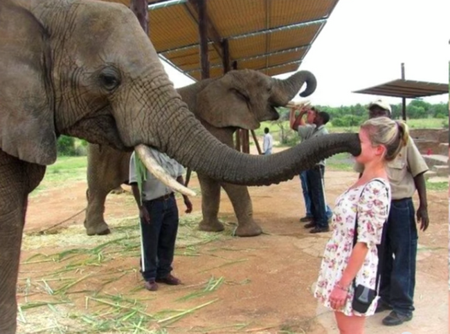 Слон нежно целует хоботом в лицо девушку