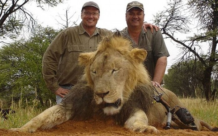 Сесил, самый знаменитый лев Зимбабве, был убит американским охотником