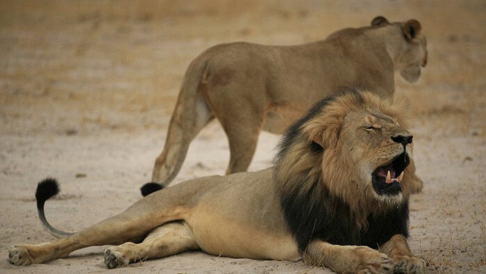Сесил, самый знаменитый лев Зимбабве, был убит американским охотником