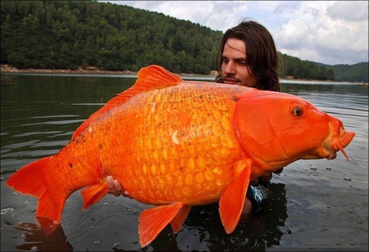 Золотые рыбки действительно существуют! Этого 15-килограммового золотистого карпа выловили во Франции.