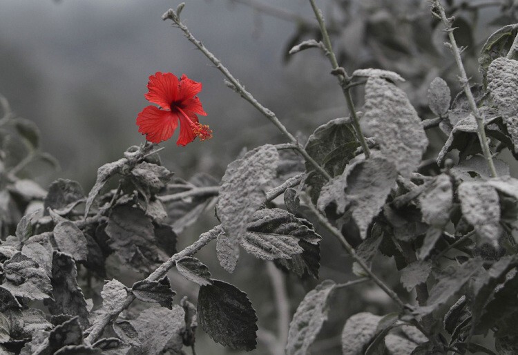Цветок каркаде распустился после извержения вулкана на острове Суматра.