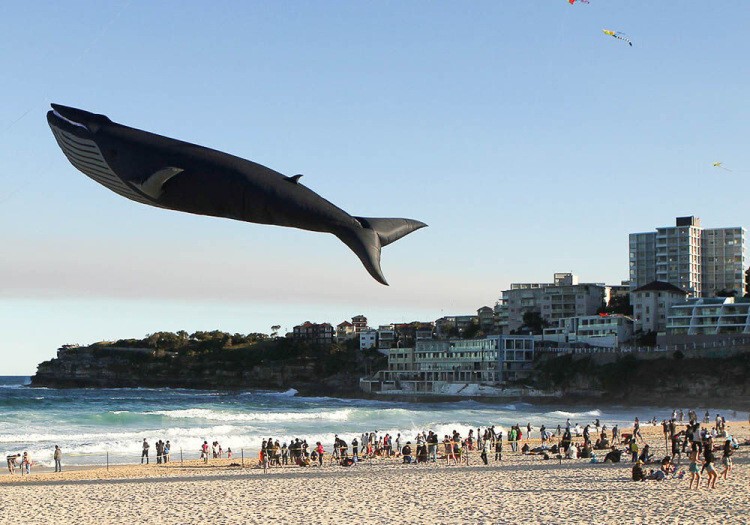 Парящий кит оказался воздушным змеем на фестивале Ветров в Сиднее.