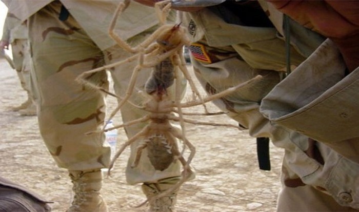  14. Гигантский верблюжий паук в Ираке