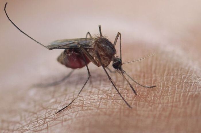 Шокирующая реакция на укус комара