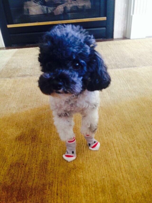 Пес в носочках