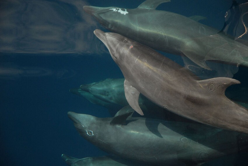 Дельфины, 18 ноября 2010