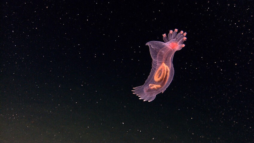 Прозрачное создание на дне океана, 27 июля 2010. Виден его кишечный тракт. 