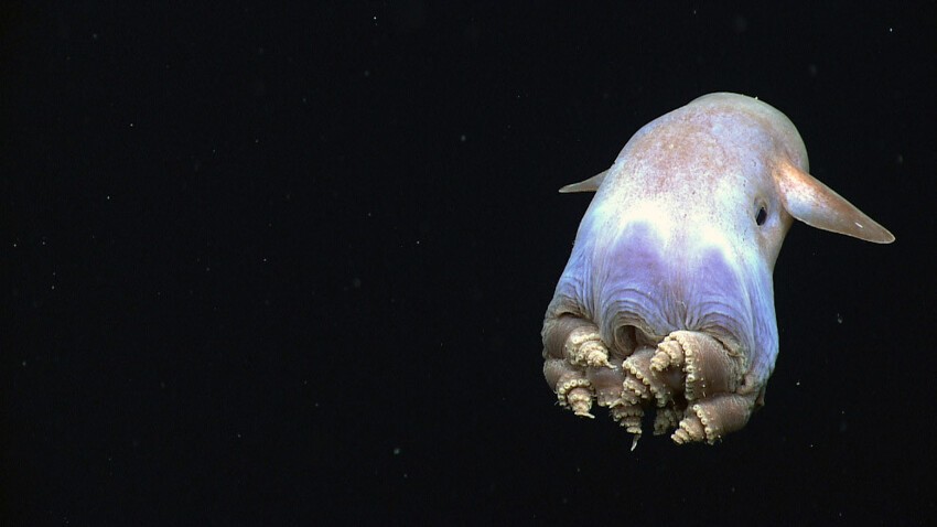 сьминог Дамбо является глубоководным жителем, обитающим на глубине от 100 до 5 000 метров, хотя некоторые виды были обнаружены на глубине 7 000 метров. Это самая глубокая точка для глубоководных моллюсков. 