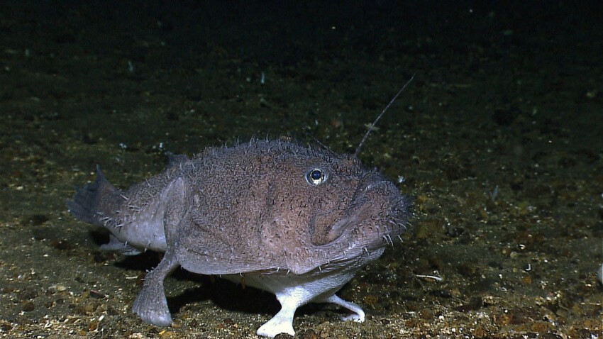 Европейский морской чёрт (лат. Lophius piscatorius) — хищная рыба отряда удильщикообразных. Название «морской чёрт» этот вид получил из-за очень непривлекательной внешности. 